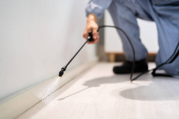 Licensed Wasp Removal service in Parsons, KS - Show Me Pest Control